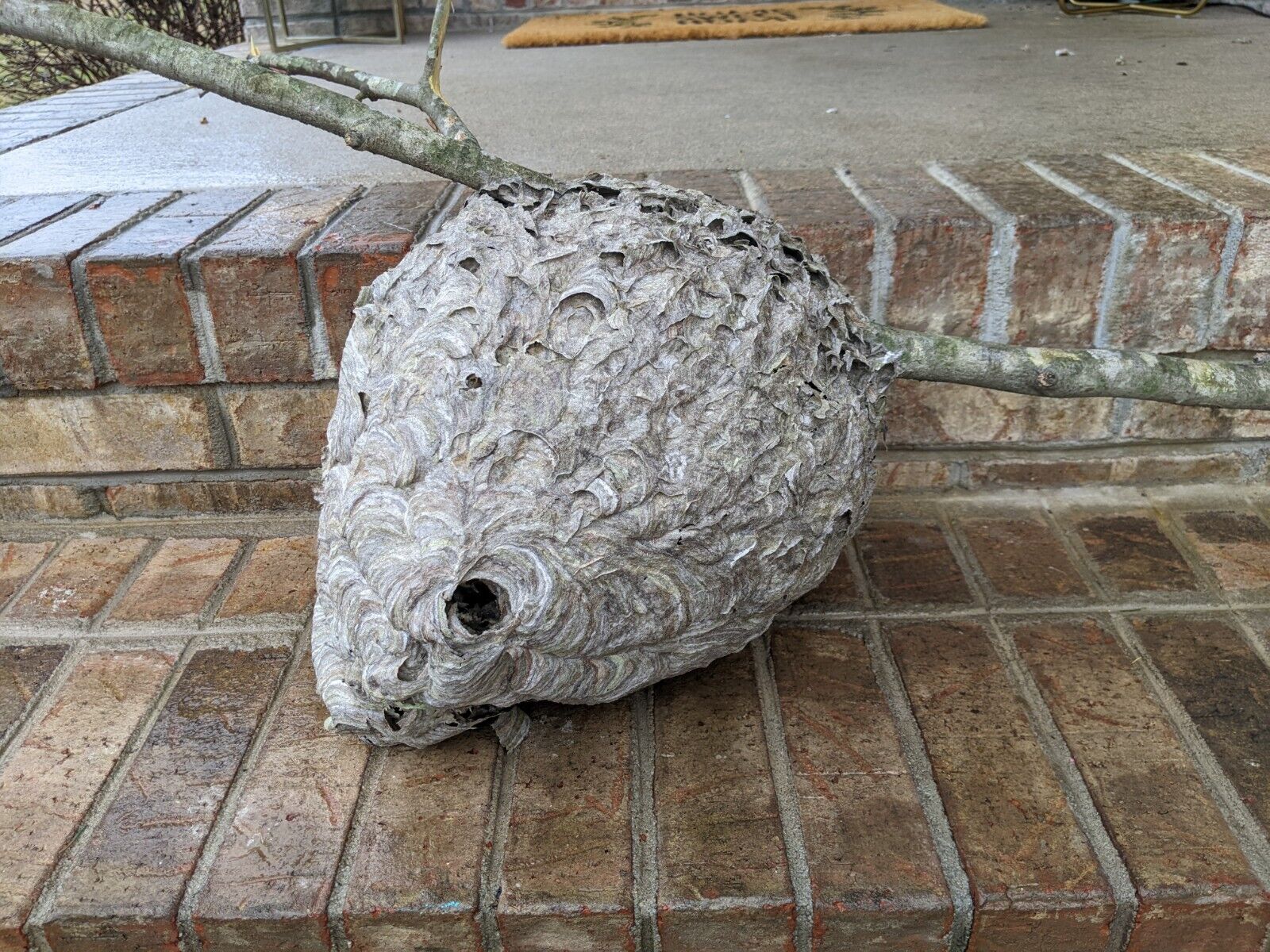 Real Large Hornet Nest, Huge , Grey, Nature , Recently Removed