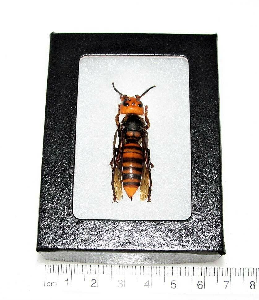 Vespa mandarinia wasp murder hornet QUEEN Japan unmounted framed