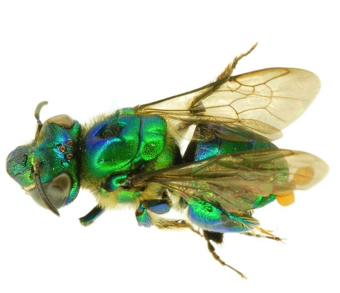 Euglossini orchid bee REAL GREEN WASP CENTRAL AMERICA PINNED WINGS CLOSED