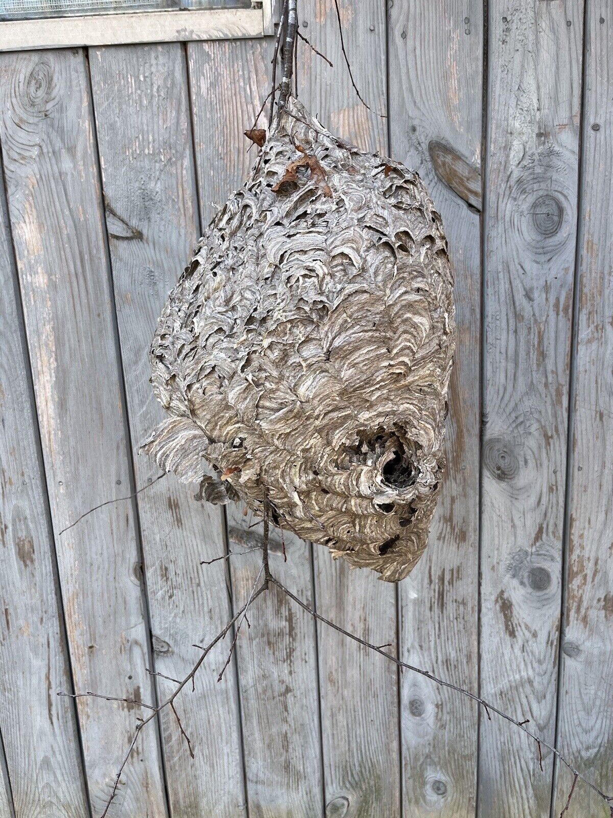 Giant Paper Wasp Nest Great Nature Display, 22 Inches Long 38 Inches Around