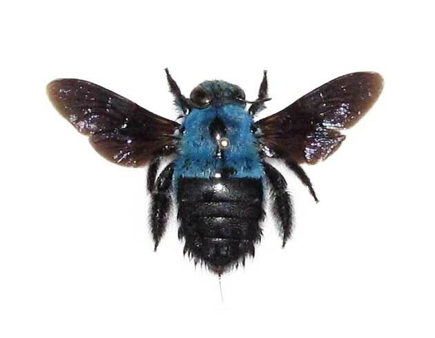 Xylocopa Caerulea Real Blue Carpenter Bee Bumblebee Mounted Packaged Indonesia