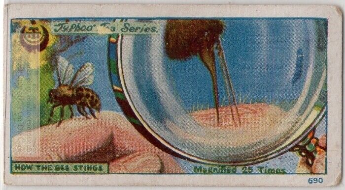 How A Bee Stings Magnified 25  X 1920s Trade Ad Card