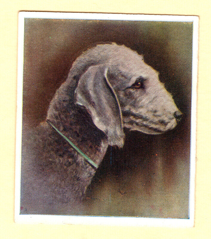 =bedlington Terrier Our Dog Series No. 20 Trade Card Godfrey Phillips, Ltd.